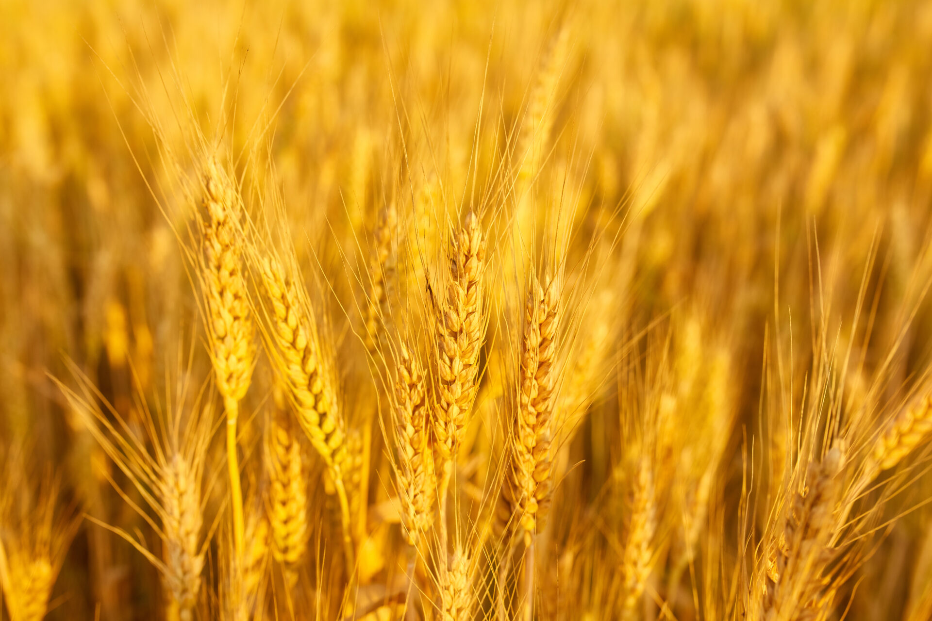 ガイアとなみの麦の栽培について