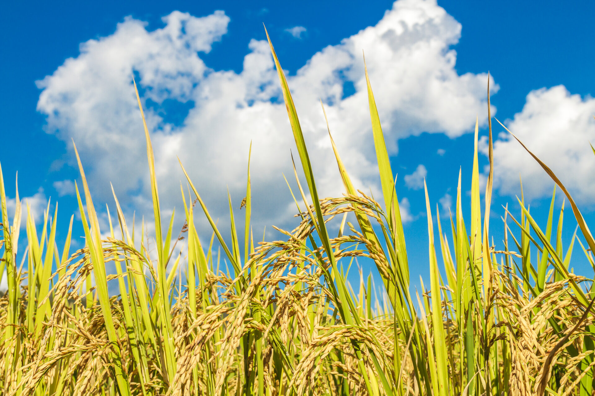 ガイアとなみの米の栽培について